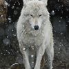 snowiefang